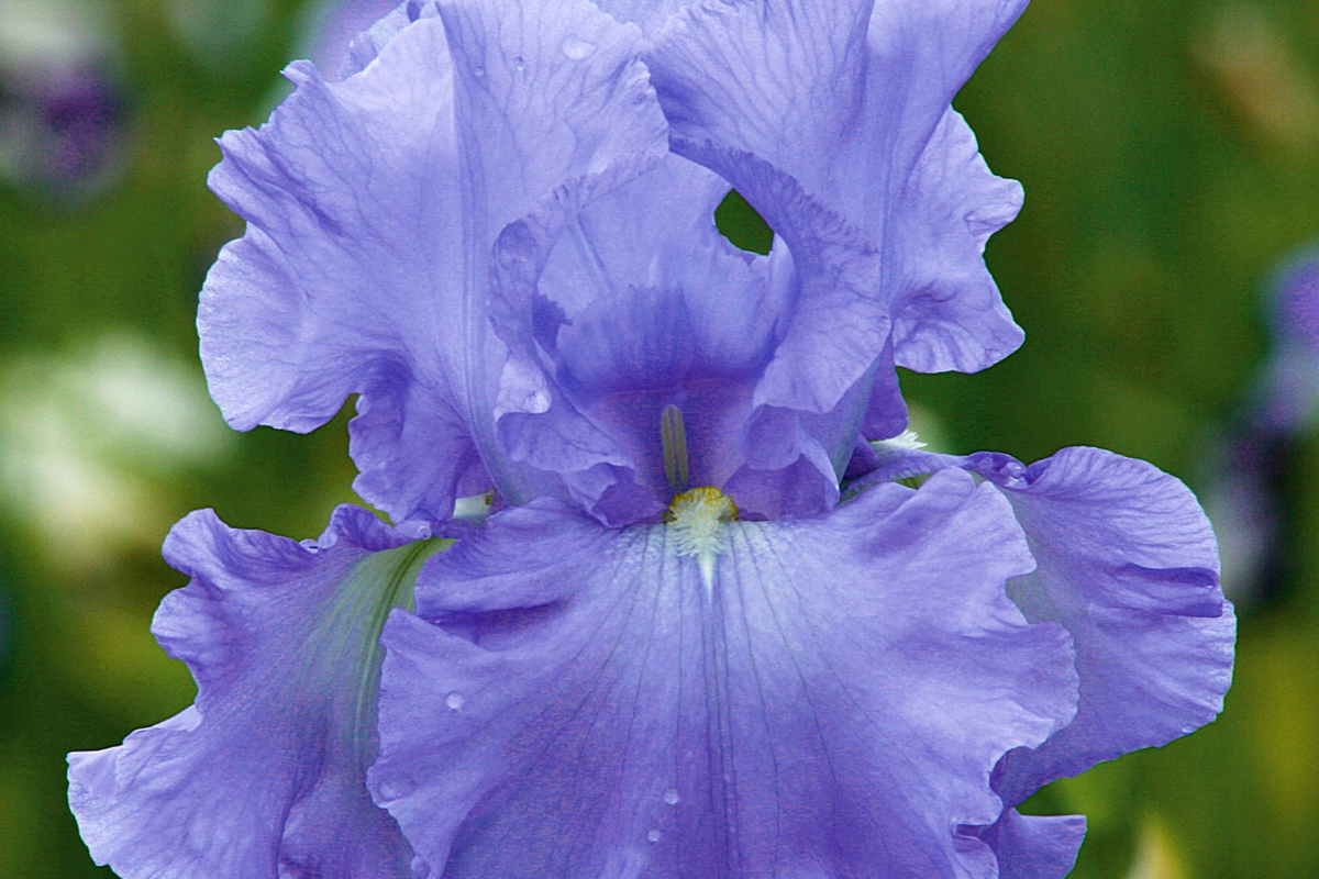 Open Ocean Bearded Iris - Quart Pot (Iris germanica 'Open Ocean')