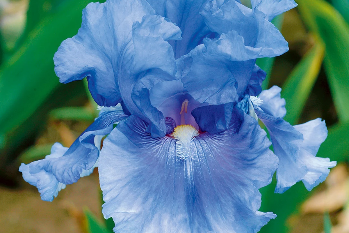 Easter Candy Iris - Quart Pot | Perennial Iris with Large Blue & Yellow Flowers
