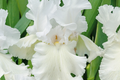 Immortality Iris Plant - Quart Pot | Fragrant Reblooming White Iris, Deer Resistant, Hardy Zones 3-10