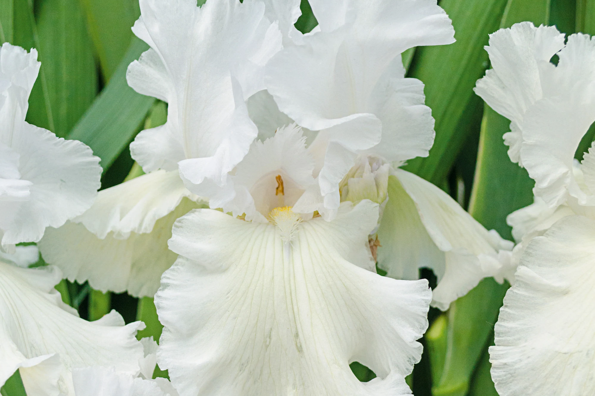 Immortality Iris Plant - Quart Pot | Fragrant Reblooming White Iris, Deer Resistant, Hardy Zones 3-10