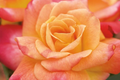 Joseph's Coat Climbing Rose - Own-Root, 1.5 Gal | 10-12' Tall, Fragrant Multicolor Blooms