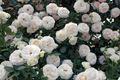 White Eden Climbing Rose - Own-Root Climbing Rose in 1.5 Gal Pot, 12' Tall, Zones 5-9