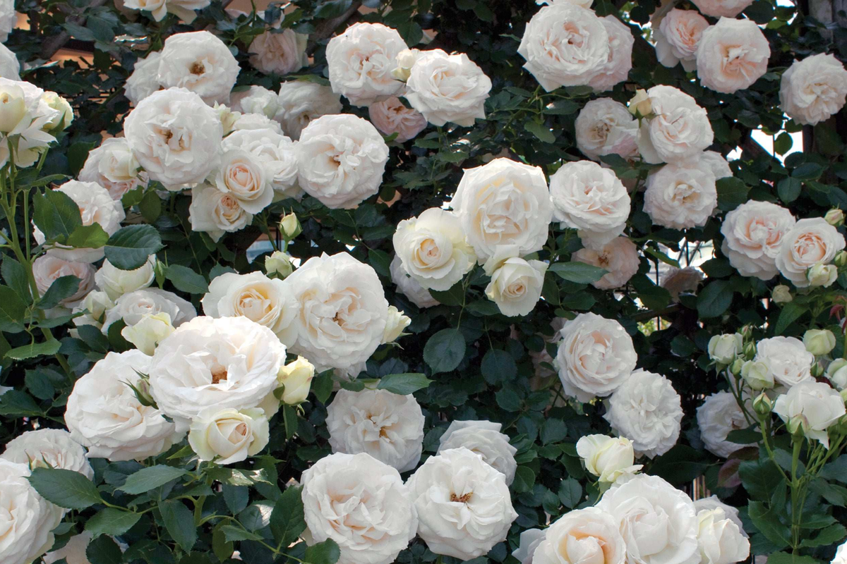 White Eden Climbing Rose - Own-Root Climbing Rose in 1.5 Gal Pot, 12' Tall, Zones 5-9