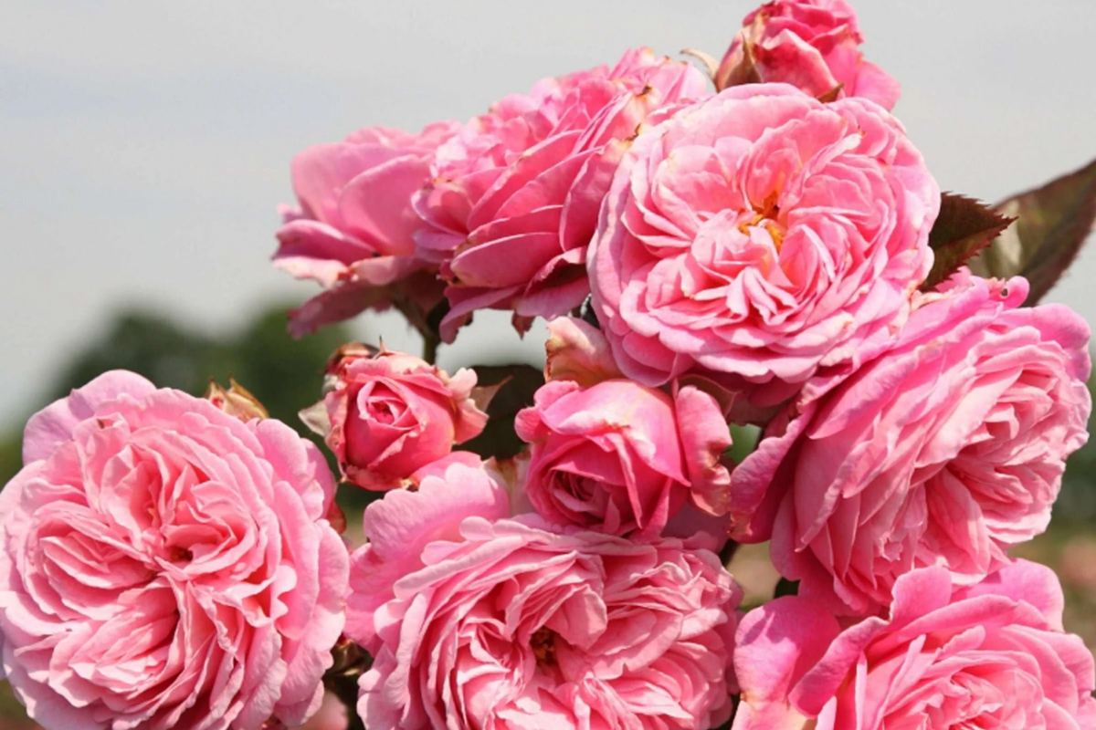 Summer Romance Rose - Own-Root Floribunda Rose (1.5 Gal) 4 ft x 3 ft, Zones 5-10
