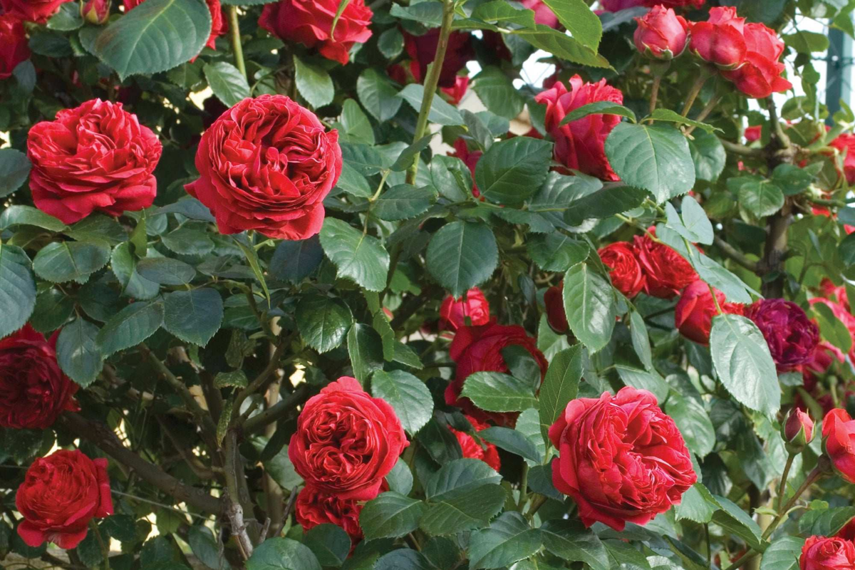Red Eden Climbing Rose Plant - Own-Root, 1.5 Gal