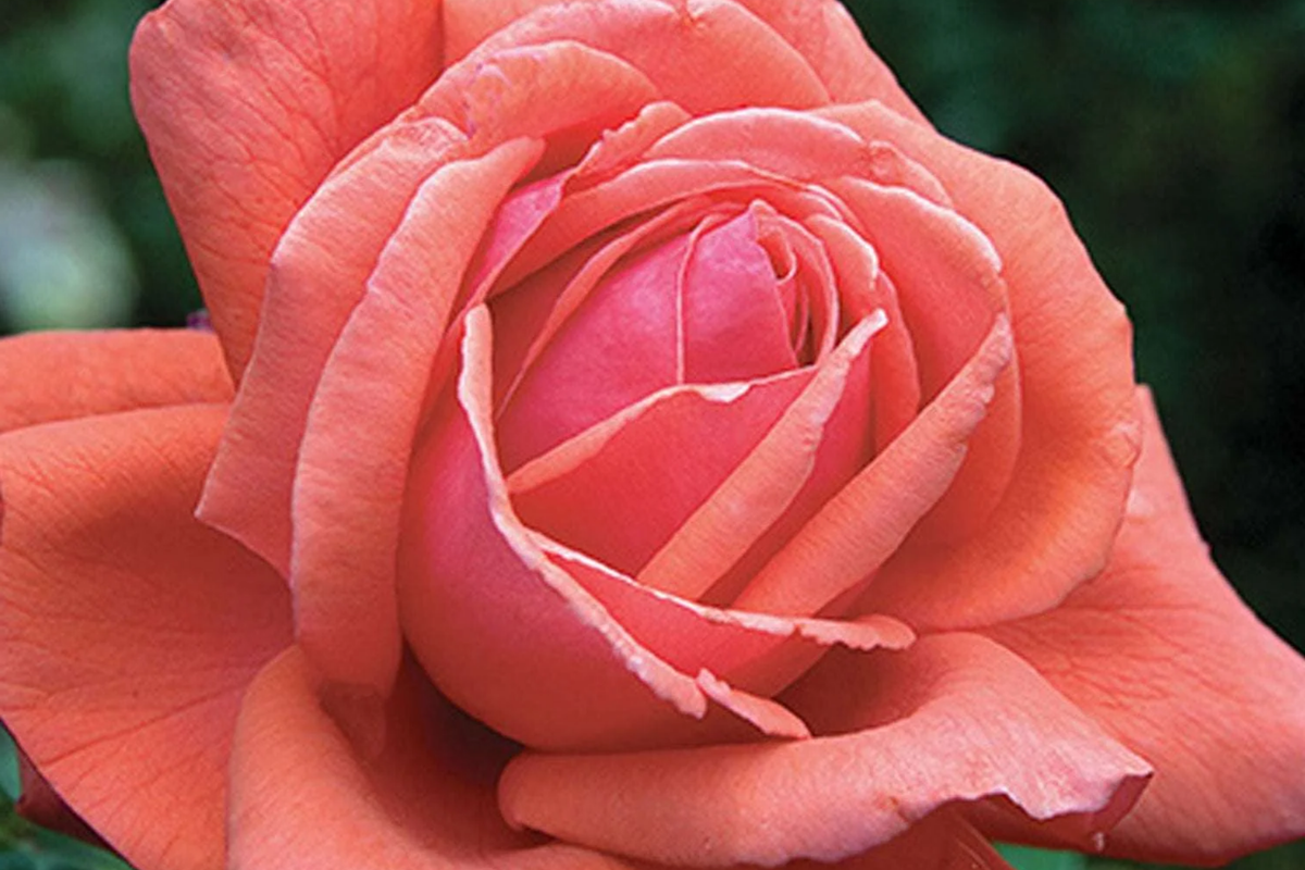 Fragrant Cloud Rose Plant (1.5 Gal) Hybrid Tea - 4-5 ft Tall Coral-Red Flowers