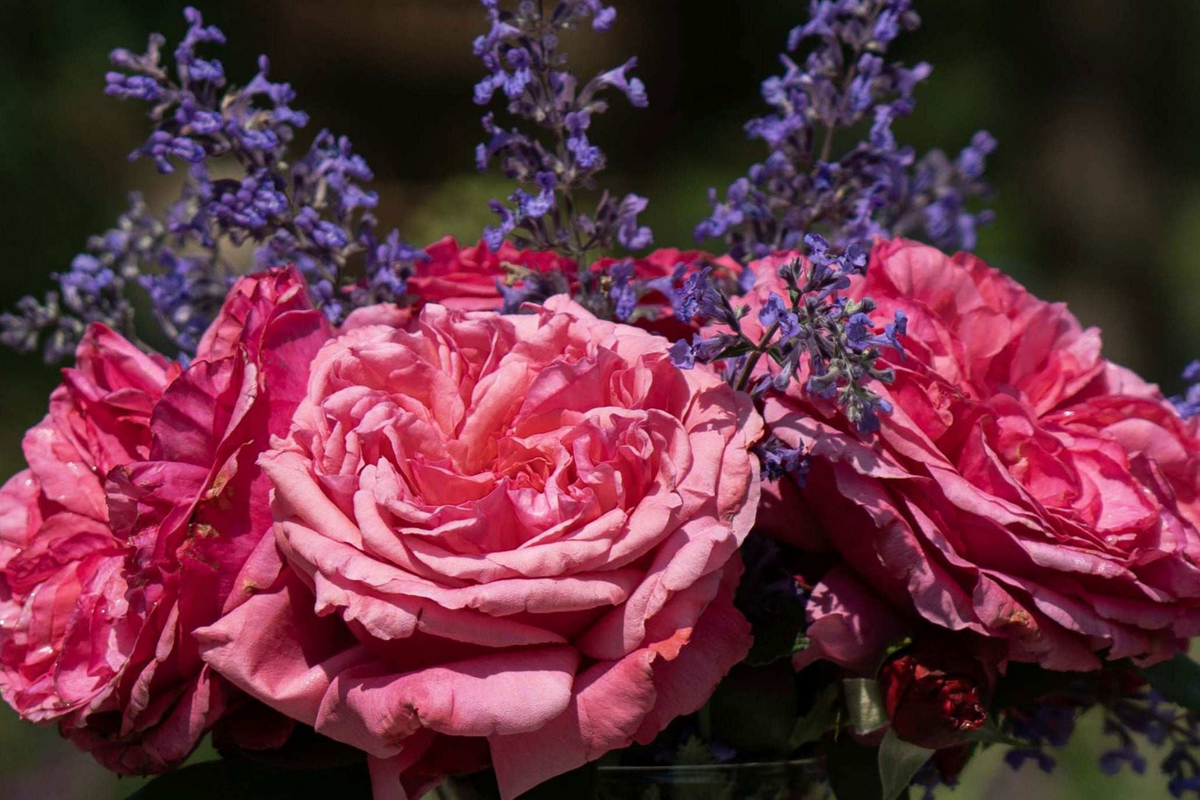 Loves Me Loves Me Not Rose - 5' Tall, Own-Root Hybrid Tea, Fragrant Deep Pink (1.5 Gal) - Zones 5-10