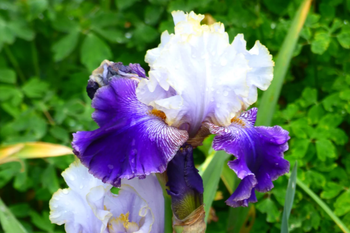 Slovak Prince Iris - 36" Tall Starter Plant in Quart Pot | Fragrant Bearded Iris, Deer-Resistant, Zones 3-10