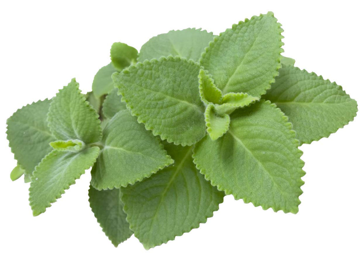 Cuban Oregano Plant (Plectranthus amboinicus) 5–7 in | Organic, Well-Rooted Live Herb