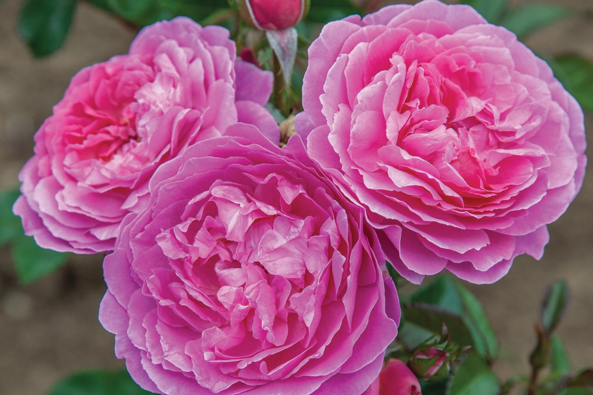 Orchid Romance Rose Floribunda - 1.5 Gal Pot - Fragrant Pink-Lavender Reblooming Rose (Zones 5-10)