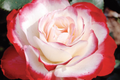 Cherry Parfait Rose (Rosa ‘MEIsponge’) – 1.5 Gal Starter Plant, Own-Root Grandiflora