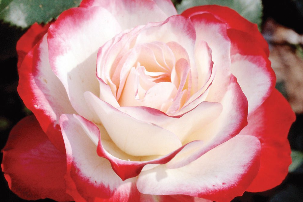 Cherry Parfait Rose (Rosa ‘MEIsponge’) – 1.5 Gal Starter Plant, Own-Root Grandiflora