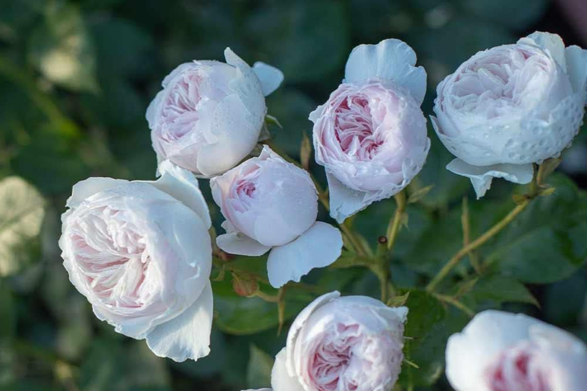 Earth Angel Parfuma Rose (Rosa ‘KORgeowim’) - 1.5 Gal | Own-Root Floribunda, Very Fragrant Blush Pink Peony-Bloom Roses