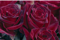 Black Baccara Rose - Rosa 'Black Baccara' Hybrid Tea Rose Bare Root Starter Plant