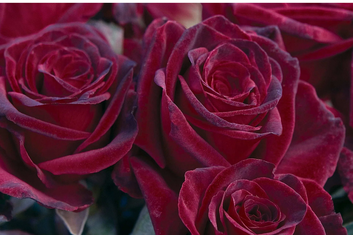Black Baccara Rose - Rosa 'Black Baccara' Hybrid Tea Rose Bare Root Starter Plant