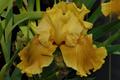 Oregon Firestorm Iris - Quart Pot | Yellow Reblooming Bearded Iris