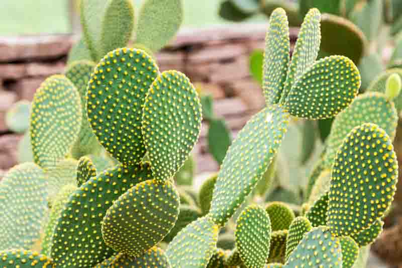 Bunny Ears Cactus Cuttings (Opuntia microdasys) – 7 Unrooted Pads, Easy Propagation
