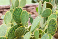 Bunny Ears Cactus Cuttings (Opuntia microdasys) – 7 Unrooted Pads, Easy Propagation