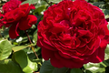 Rouge Royal Rose Plant - 1.5 Gal Potted | Meijeric Hybrid Tea Rose, Strong Citrus-Berry Fragrance