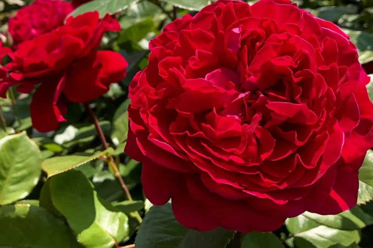 Rouge Royal Rose Plant - 1.5 Gal Potted | Meijeric Hybrid Tea Rose, Strong Citrus-Berry Fragrance