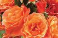 Gingersnap Rose Plant - 1.5 Gal Potted Floribunda Rosa 'Arosnap' (Zones 5-10)