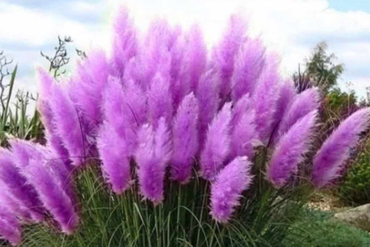 Purple Pampas Grass Cortaderia selloana – 4 Live Plugs (3-5" tall) Starter Plant