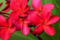 Hawaiian Red Plumeria (Frangipani) 8" Rooted Plant with Leaves – Mavina | Fragrant Tropical Starter