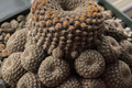 Lobivia famatimensis cristata Purple - Grafted Cactus (Bare Root) with Brain Coral Form & Orange Blooms
