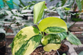 Scindapsus Jade Satin Aurea Rooted Cutting in Prop Cup | Rare Variegated Houseplant