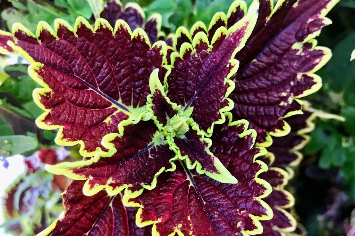 Felix Coleus Rooted Cutting - Vibrant Foliage Starter Plant (Plectranthus scutellarioides)