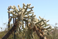 Opuntia Fulgida Cactus Cuttings (2x 6-9 in) - Chain Fruit Cholla | Rootone Treated