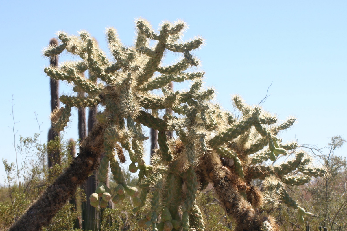 Opuntia Fulgida Cactus Cuttings (2x 6-9 in) - Chain Fruit Cholla | Rootone Treated
