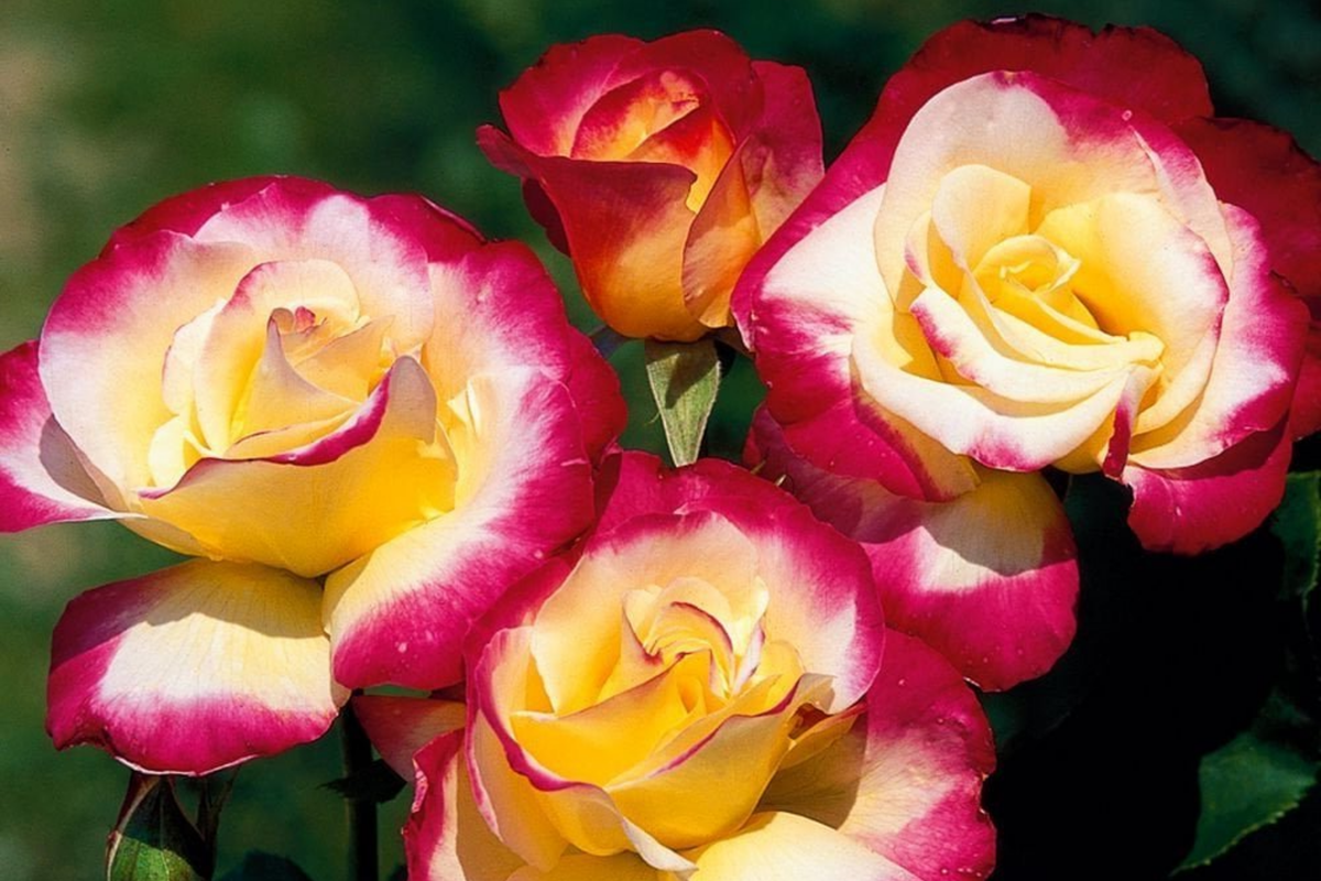 Double Delight Rose – 5 Unrooted Stem Cuttings for Rooting (4–6 in)