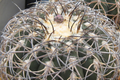 Gymnocalycium spegazzinii armatum Cactus - 3-4 cm Live Starter Plant
