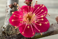 Bonsai Red Apricot Mai Do - 3 Unrooted Cuttings for Rooting or Grafting