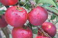 Pixie Crisp Apple Tree Scion Cuttings (6-10") - 6 Fresh Grafting Wood
