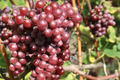 Catawba Grape Vine Cuttings - 7 Fresh 10" Stems (2-3 Nodes) for Rooting/Grafting