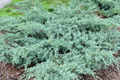 Grey Owl Spreading Juniper Cuttings (10) 5-7" - Starter Plant, Drought-Tolerant