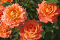 Gingersnap Rose - 1.5 Gal Potted Floribunda Rose, Bright Orange, Reblooming, Light Fragrance
