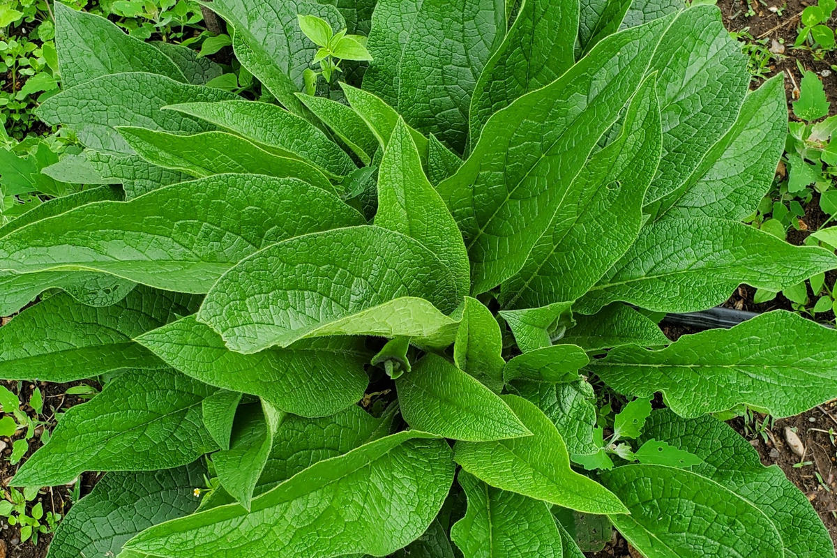 Russian Comfrey Crown Cuttings Bocking #14 (5 Pack) - 1-2" Shoots & Roots, Soil Builder