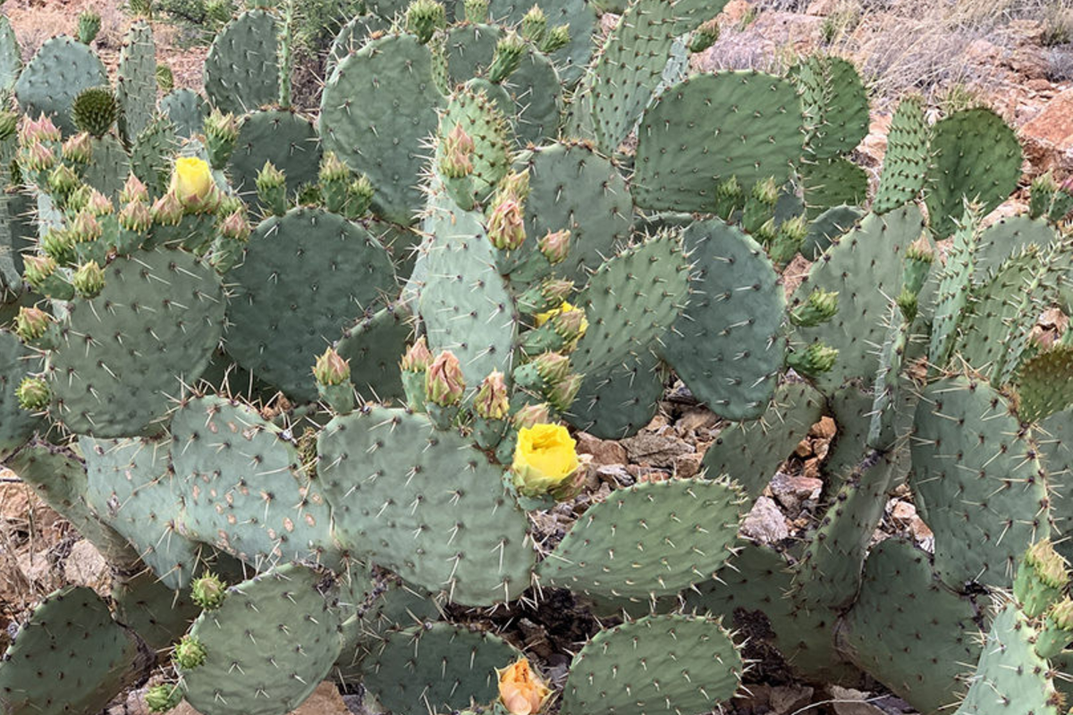 Opuntia Engelmannii Cactus Cutting (6-9 in) - Rootone Treated, Yellow Flowers