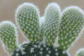 Bunny Ear Cactus Opuntia microdasys – 6" Starter Plant, Easy Care, Indoor/Outdoor