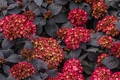 Hydrangea Black Knight Cuttings (3) - Starter Plant for Rooting or Grafting