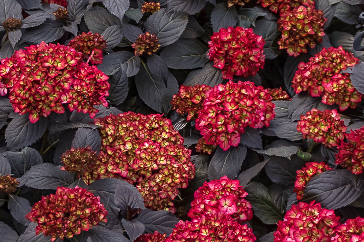 Hydrangea Black Knight Cuttings (3) - Starter Plant for Rooting or Grafting