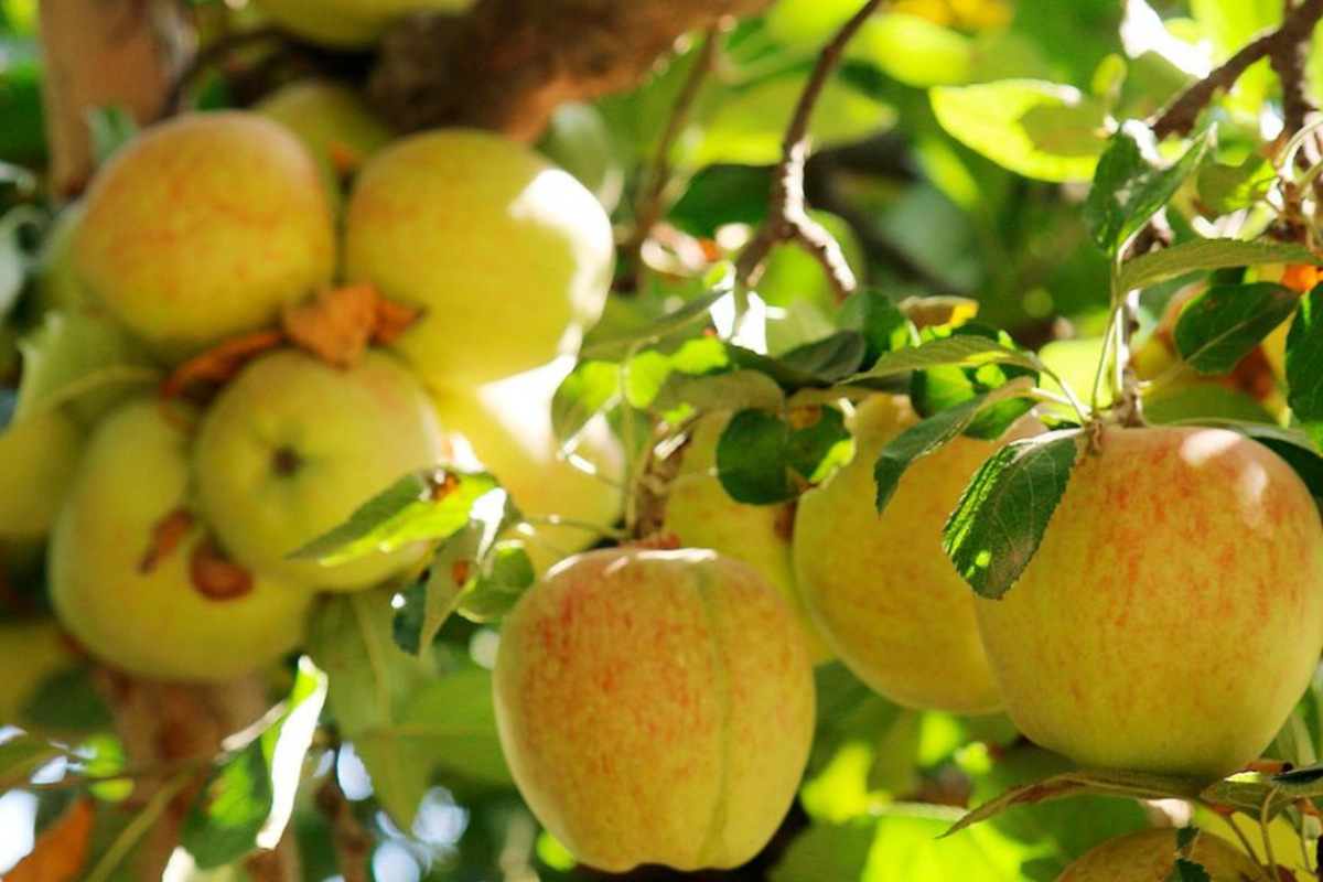 Honeygold Apple Scion Wood (3 x 6-10") for Grafting or Rooting