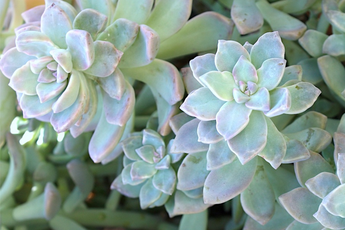 Graptopetalum Ghost Plant 4"-6" Rooted Starter Plant | Graptopetalum paraguayense