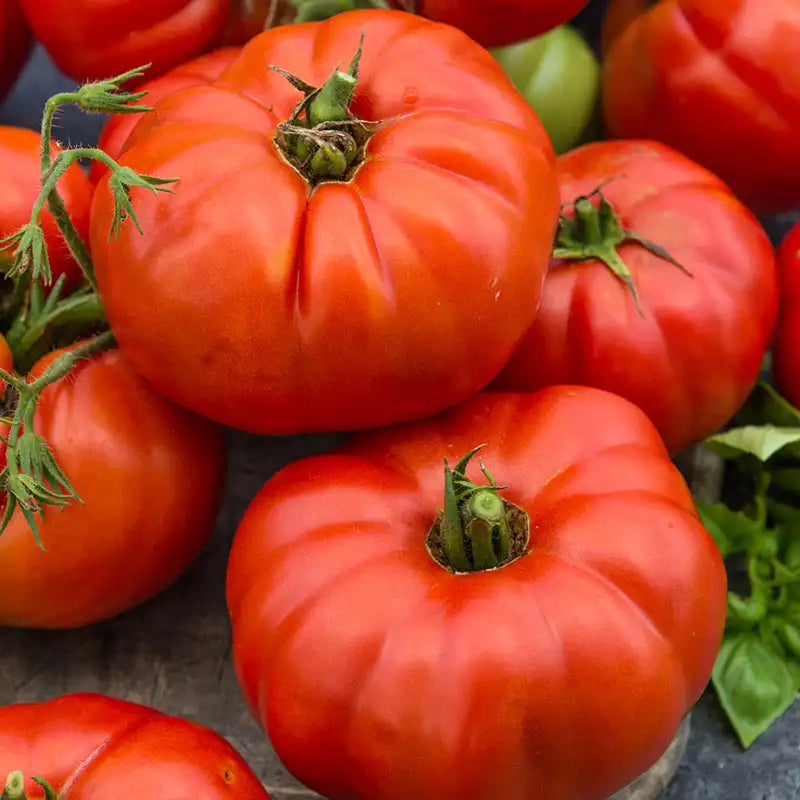 Beefsteak Tomato Live Plants (Bareroot, 2-Pack) Solanum lycopersicum - Heirloom Large Slicer