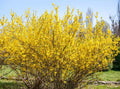 Forsythia suspensa Seeds – Golden-Bell Weeping Forsythia, Early Spring Bloom
