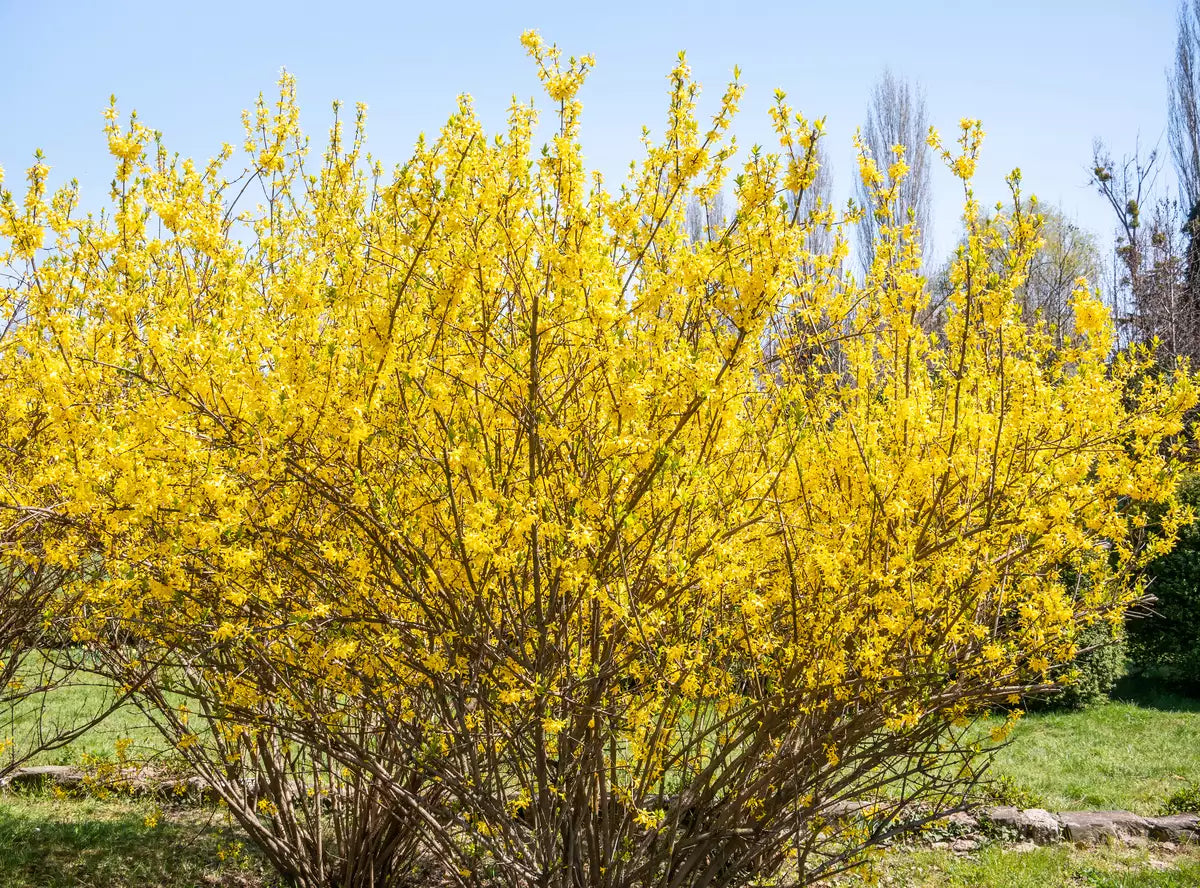 Forsythia suspensa Seeds – Golden-Bell Weeping Forsythia, Early Spring Bloom
