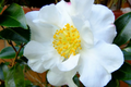 Pink n Yellow Camellia Sasanqua Cuttings (Shishi Gashira) - 4x 5”+ Starter Cuttings, Evergreen Shrub